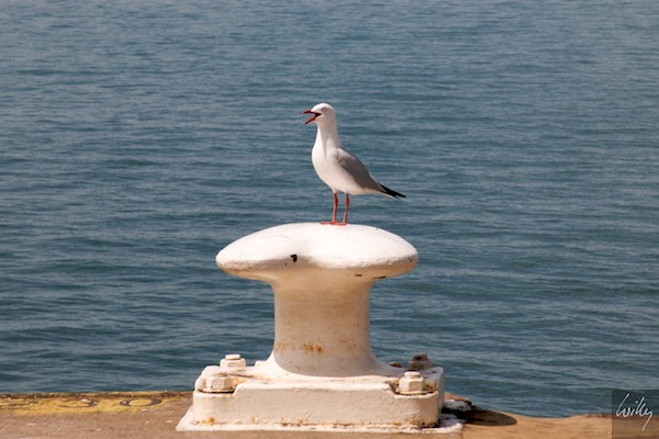 AustraliaAdelaide 10  056